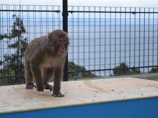 高崎山自然動物園