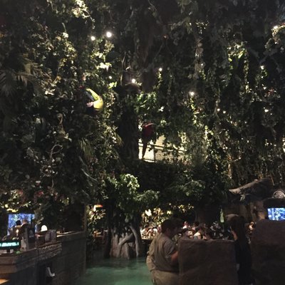 レインフォレストカフェ・トーキョー （Rainforest cafe）