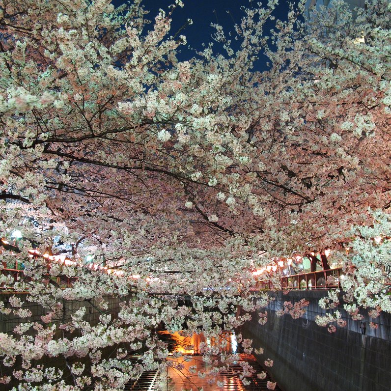 目黒川(桜並木)