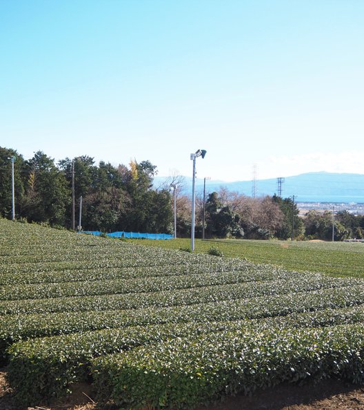 ぐり茶の五十鈴園（鈴木さんのお茶畑）