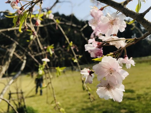 泉南市農業公園 花咲きファーム