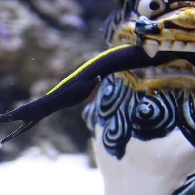 沼津港深海水族館