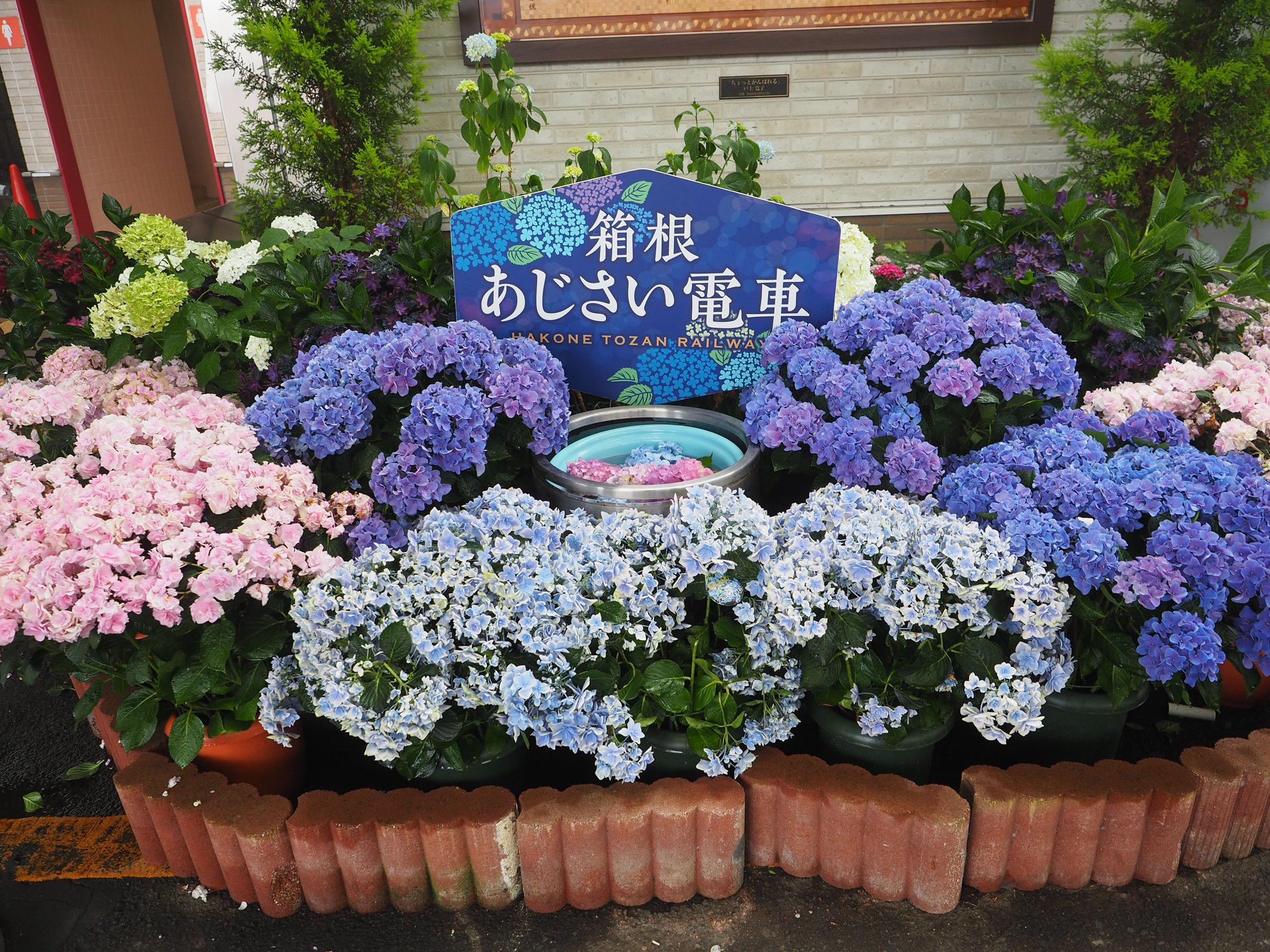 満開のあじさいが出迎えてくれる、梅雨の箱根旅行！1日目