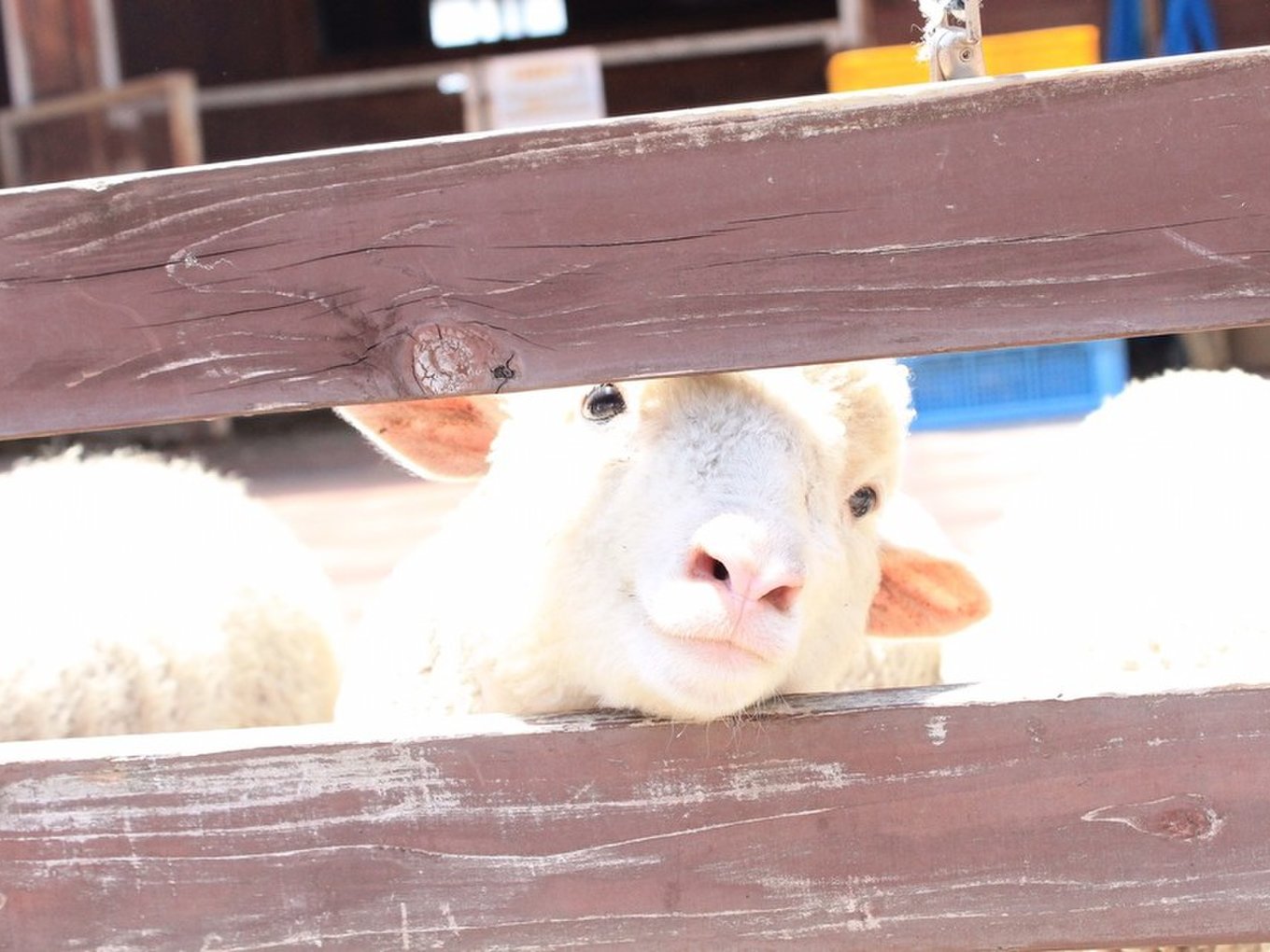 熊本県民おすすめ 赤ちゃんと癒しの熊本温泉旅行 キッズ歓迎宿 グルメ観光モデルコースをご紹介 Playlife プレイライフ