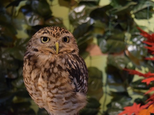 京都のフクロウの森