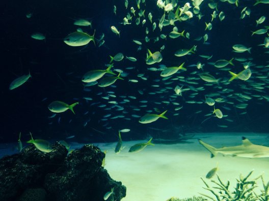 サンシャイン水族館