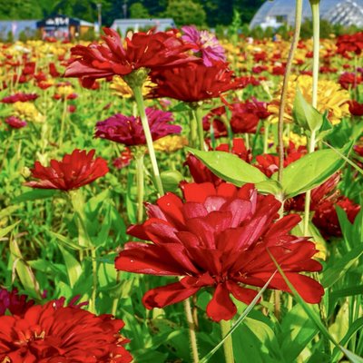 山中湖花の都公園