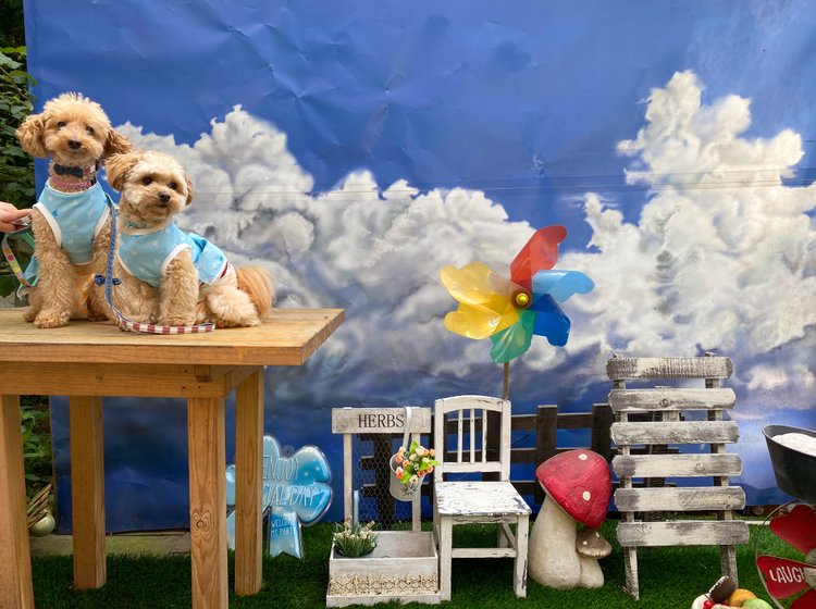 愛犬と行きたい夏の千葉 君津市で川遊び ドッグカフェ ジヴェルニー で優雅なランチを Playlife プレイライフ