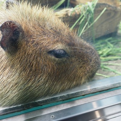 鳥羽水族館