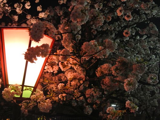 造幣局 桜の通り抜け