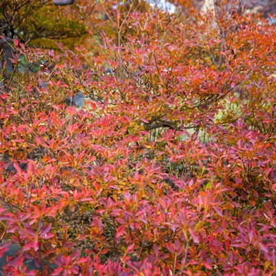 旧芝離宮恩賜庭園