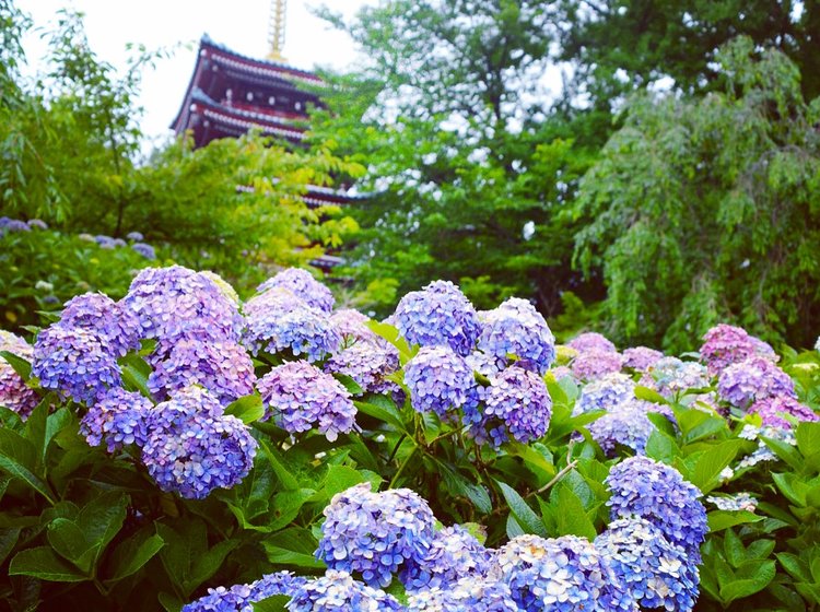 アジサイに埋もれた写真が撮れる 穴場の 本土寺 とふわっふわで大人気のカキ氷 三日月氷菓店 千葉 Playlife プレイライフ