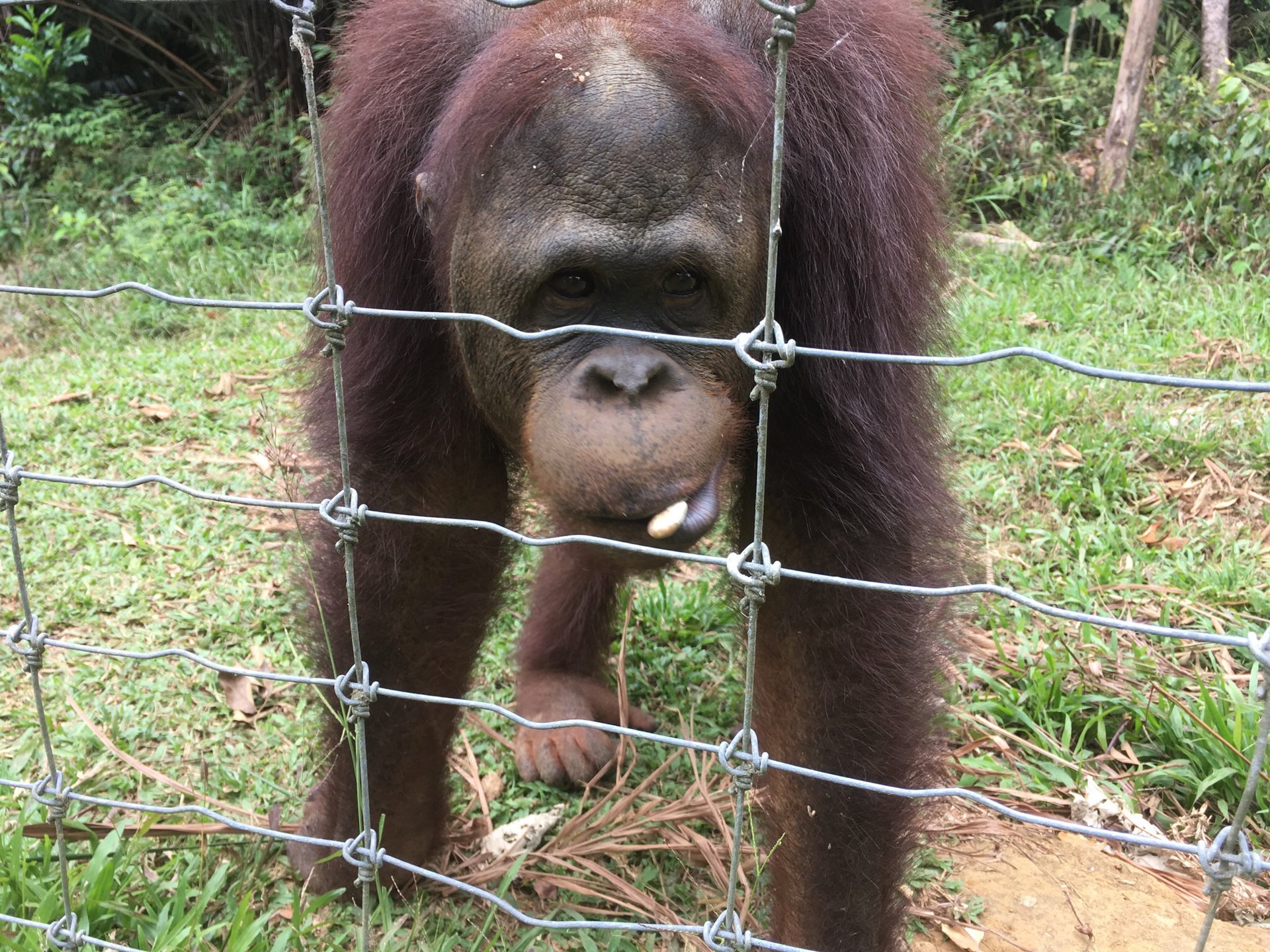 【マレーシア在住が教える】ここにしかない出会い…希少動物の生態を知ろう「ブキメラ・オランウータン島」