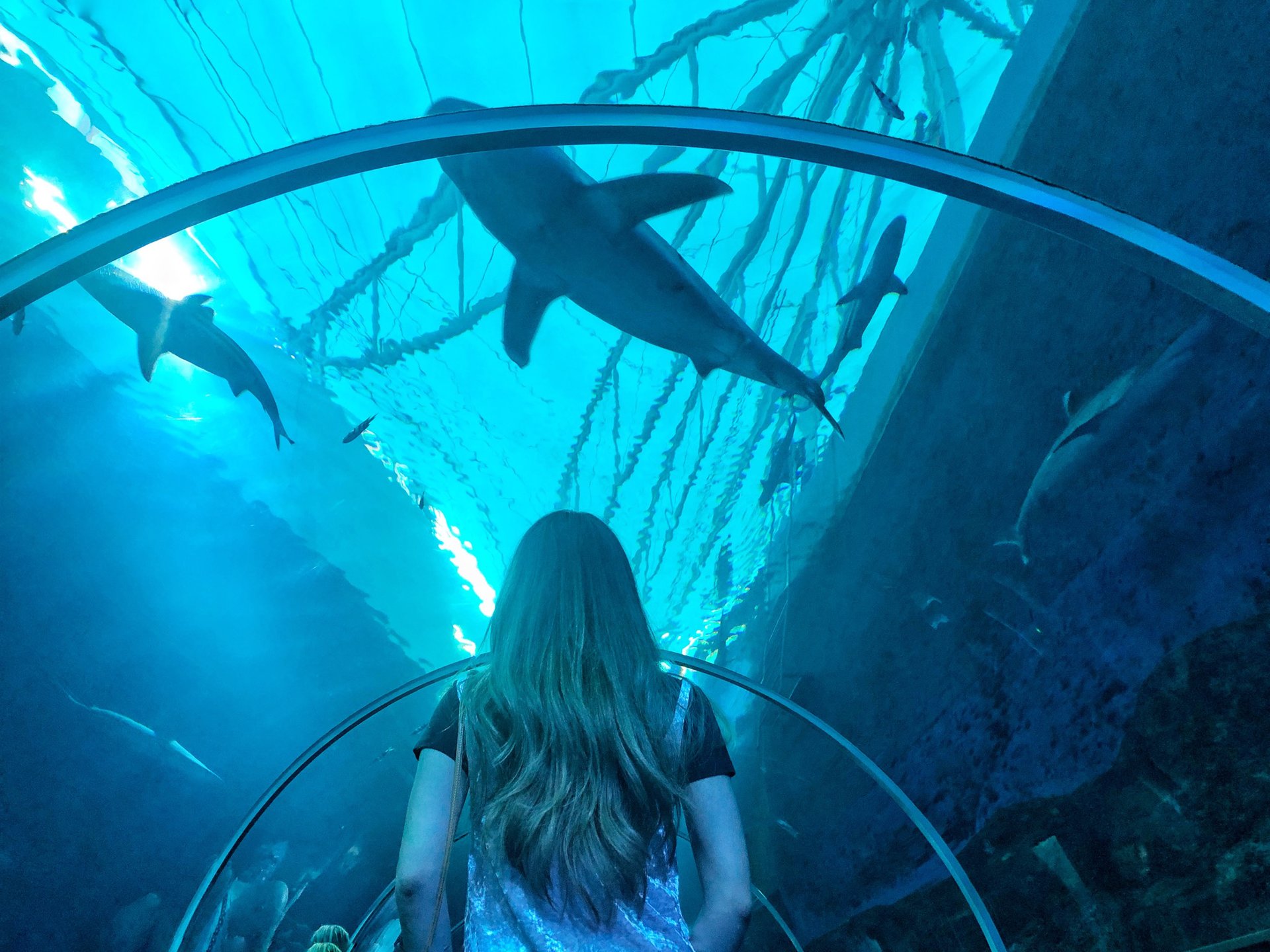 『サメ』がフォトジェニック水族館♡シンガポール・セントーサ島