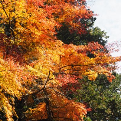 北口本宮冨士浅間神社