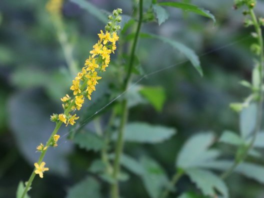 北邦野草園