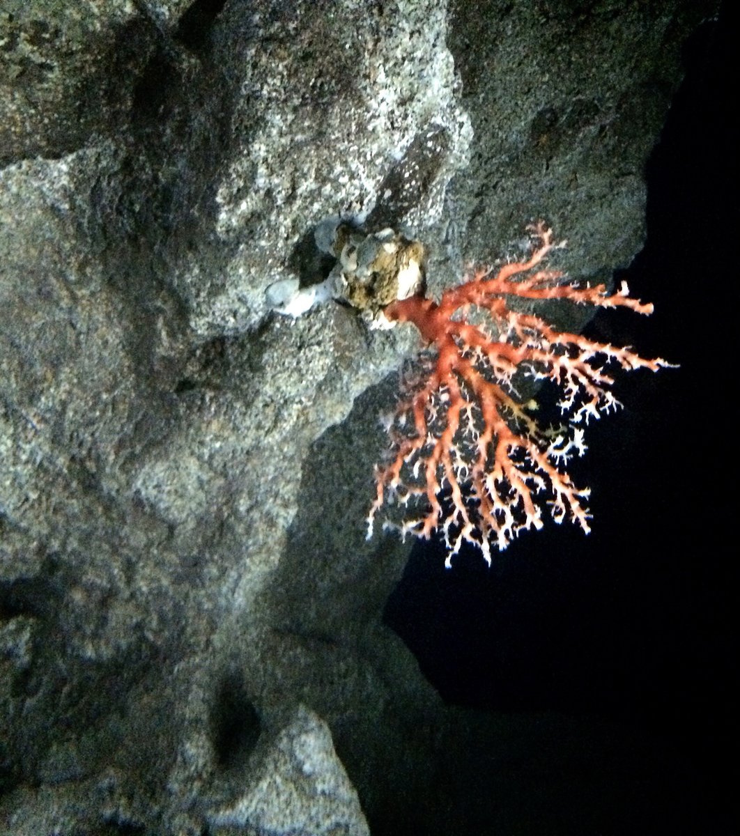 沖縄美ら海水族館