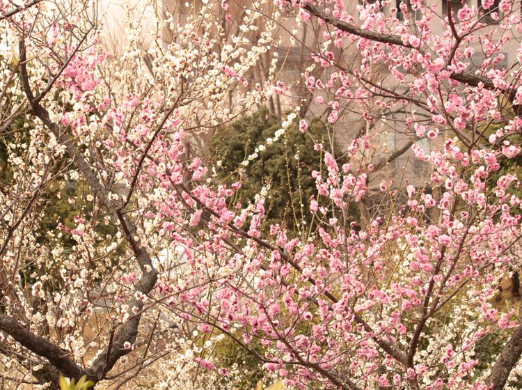 東京 梅 梅の花の見ごろ21年 東京多摩地域の梅の名所５選とアクセス方法