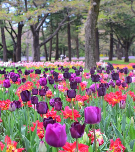 国営昭和記念公園