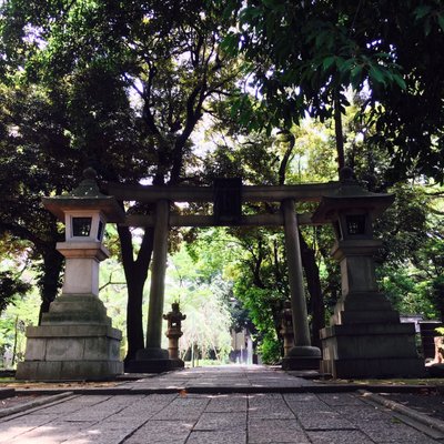 赤坂氷川神社のイチョウ