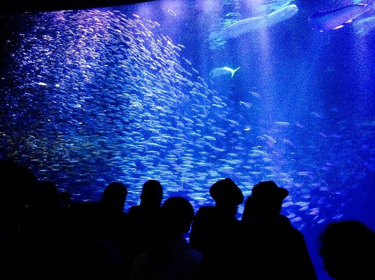 名古屋港水族館デート カップルで楽しめるおすすめポイントをご紹介 Playlife プレイライフ