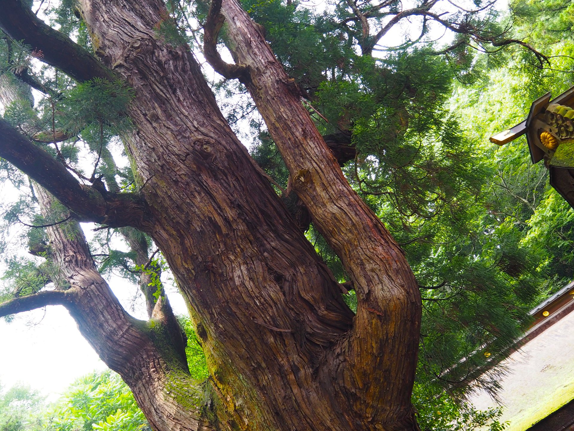 最強のパワースポット！【若狭姫神社】福井県小浜市の千年杉を訪ねて。