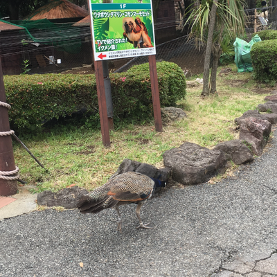 伊豆シャボテン動物公園