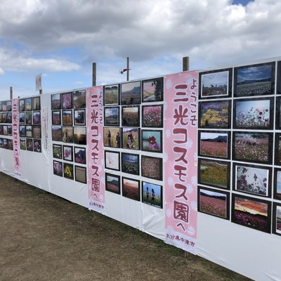 三光コスモス園