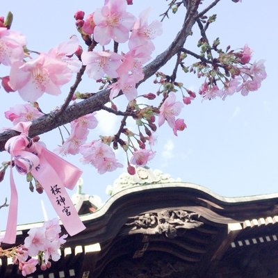 桜神宮