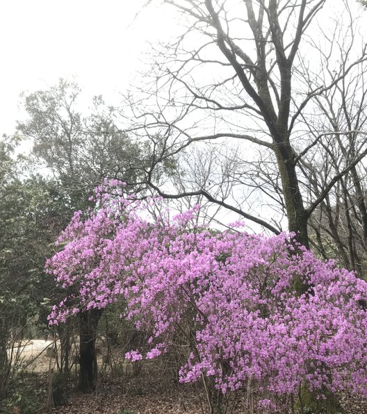 嵐山公園 (亀山地区)