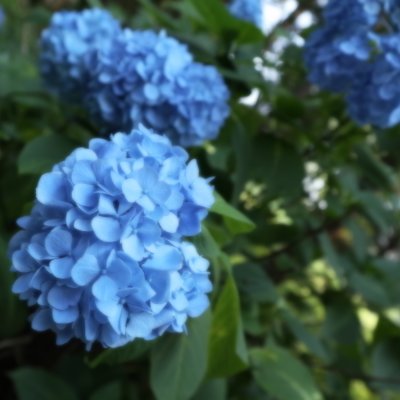 都立神代植物公園