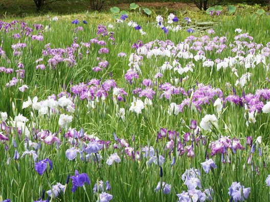 佐原大平しょうぶ園