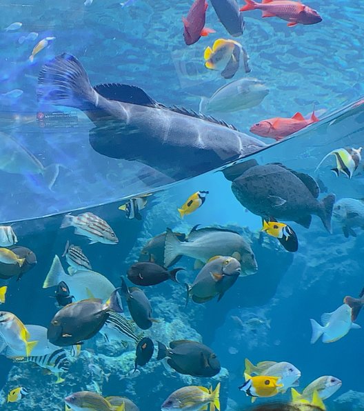 沖縄美ら海水族館