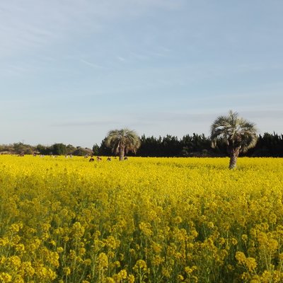 伊良湖菜の花ガーデン