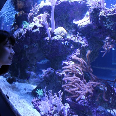 すみだ水族館