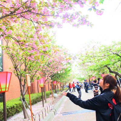 造幣局 桜の通り抜け