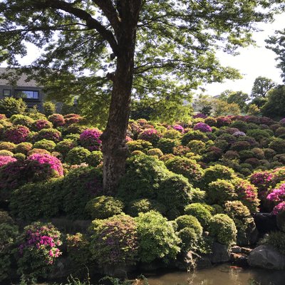 根津神社