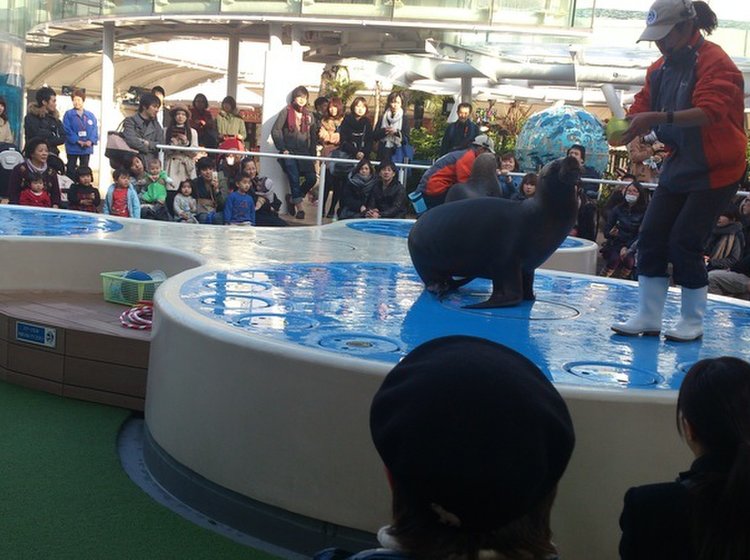 東京都内の定番デートスポット 夏に最高に楽しめる水族館で 2人だけの休日デートを Playlife プレイライフ