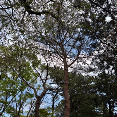 代々木公園