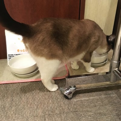 猫の居る休憩所299