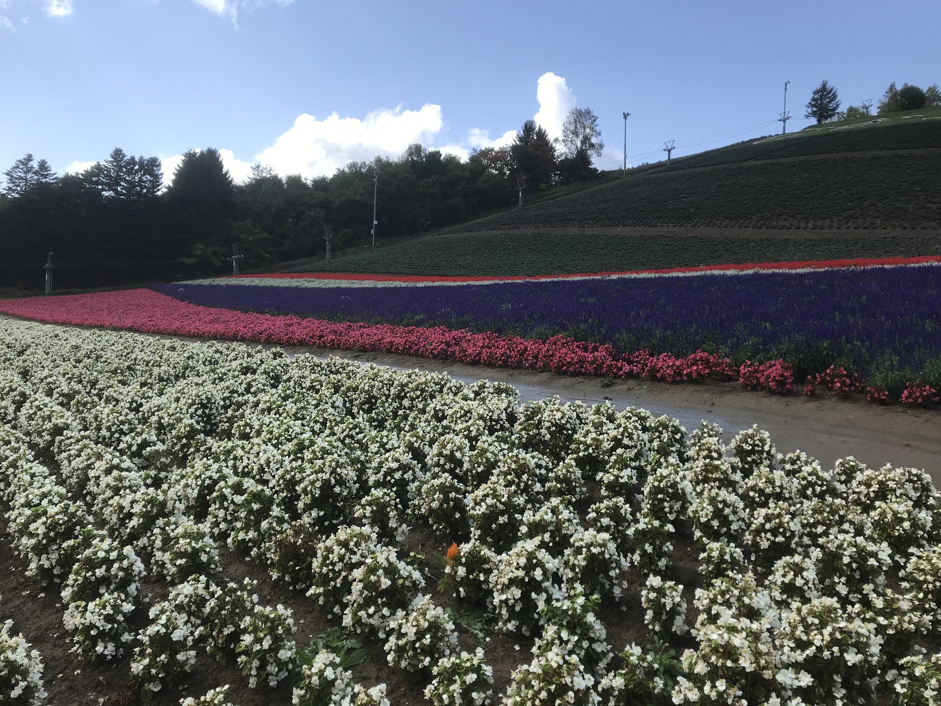 中富良野ラベンダーファーム