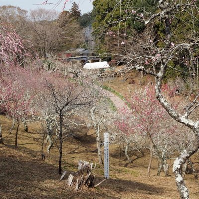 修善寺自然公園