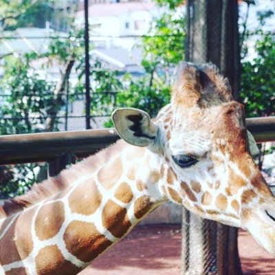 野毛山動物園