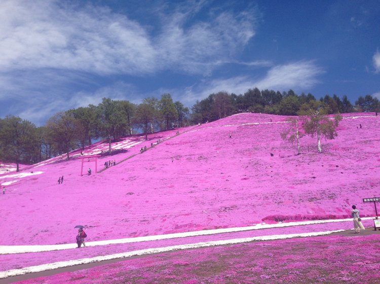 大空町 ピンクの絶景 ひがしもこと芝桜公園 で癒される ランチは川湯温泉駅前のオシャレカフェ Playlife プレイライフ