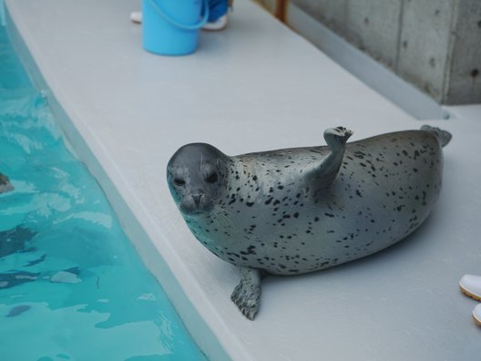 男鹿水族館GAO