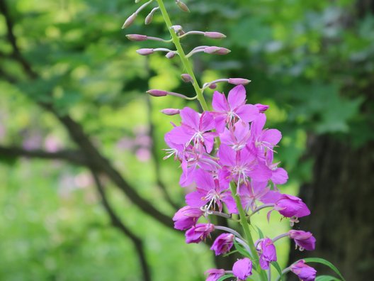 六花の森