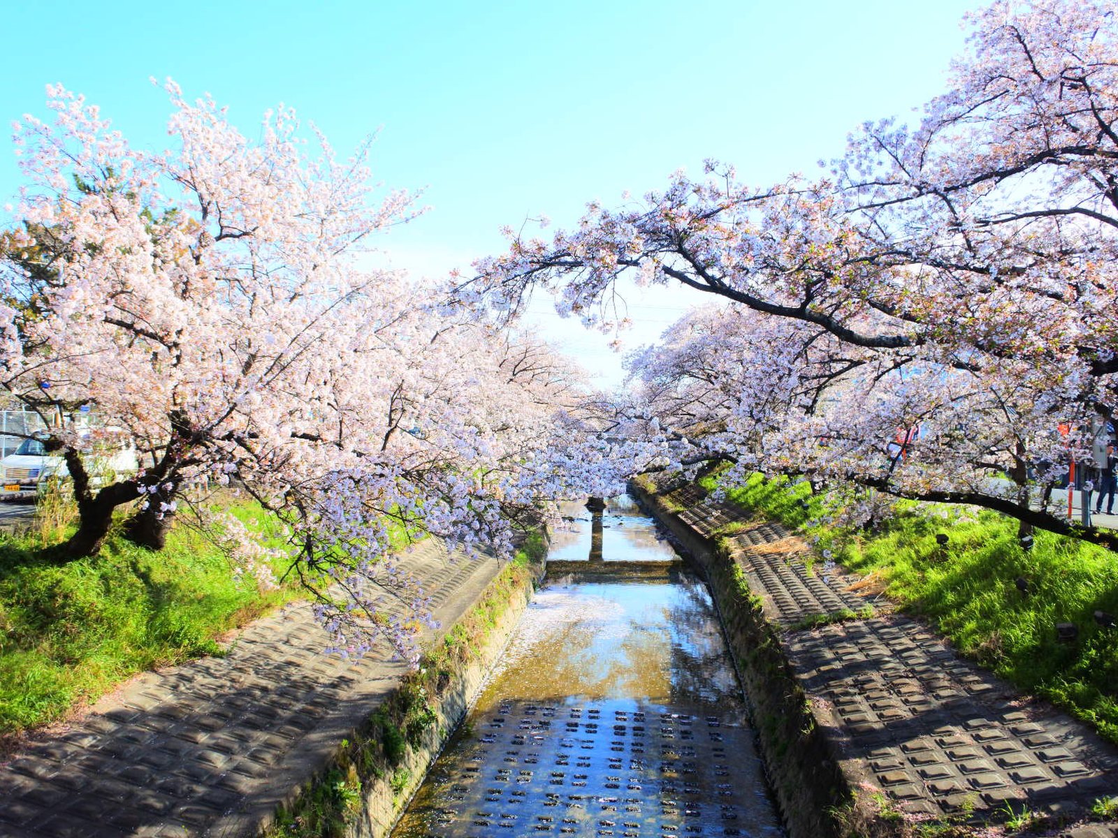 高田千本桜