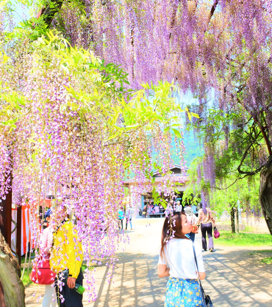 和気町藤公園