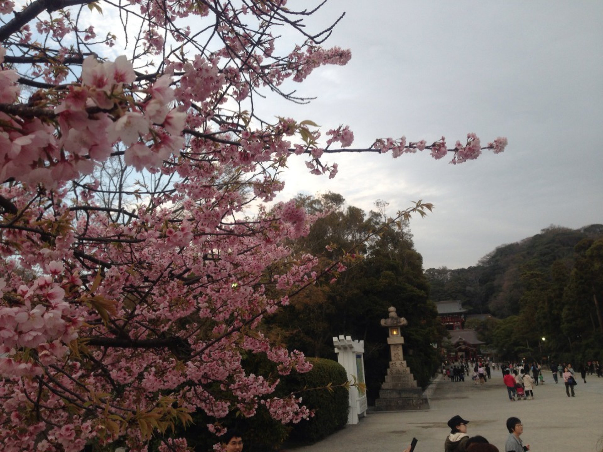 【お花見小旅行】古都鎌倉神社と名物しらす丼を味わうコース！