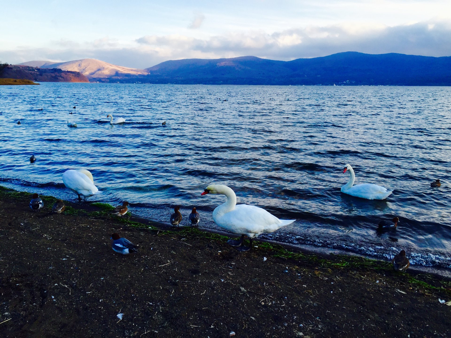 【自然好きな人必見な白鳥の湖】真冬の山中湖で楽しむバードウォッチングデート！